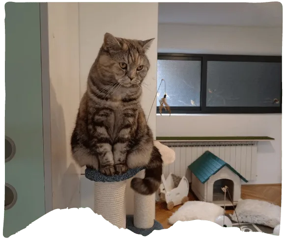 Cat boarding