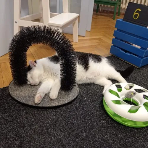 Cat playing