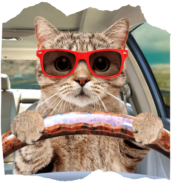 Cat transport
