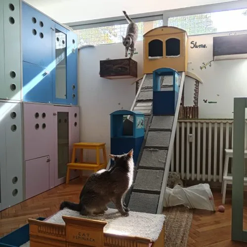 Cat resting