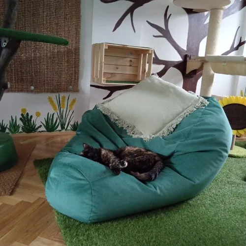 Cat resting