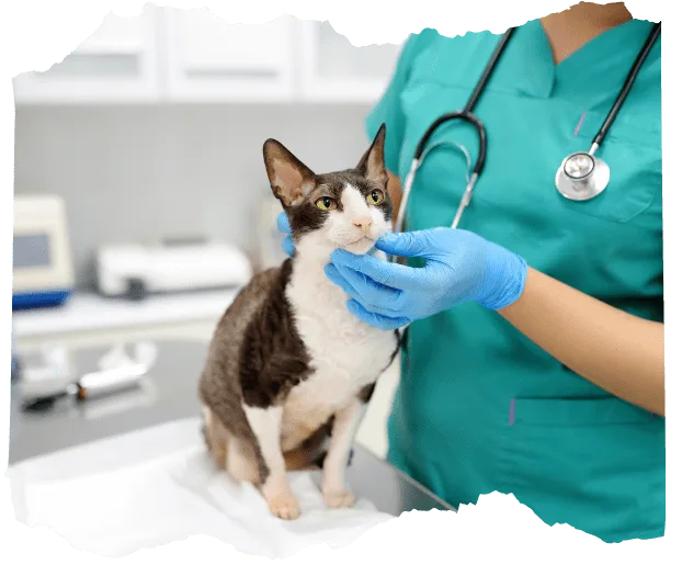 Vet assistance