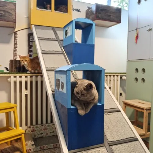 Cat exploring