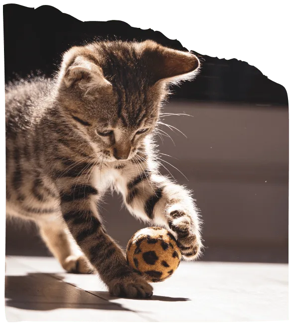 Cat daycare